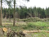 2022-05-20 - Tornado beim Sturmtief Emmelinde Solling - Steinlade bis Gehren (68)